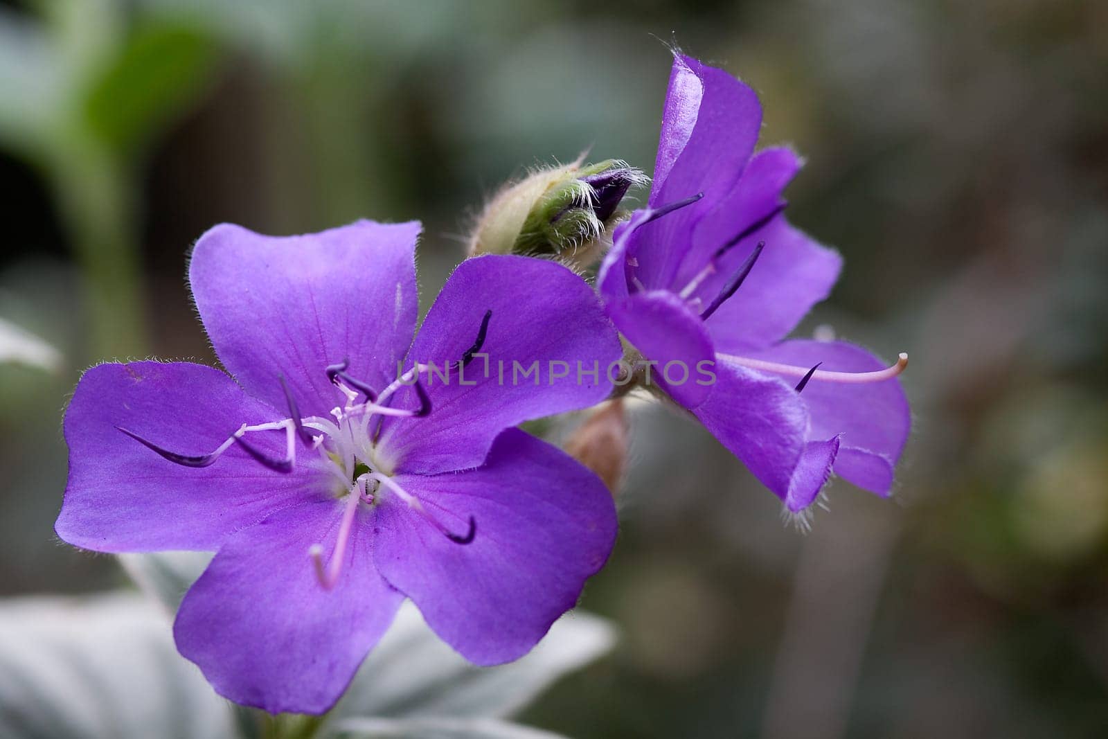 Tibouchina semidecandra