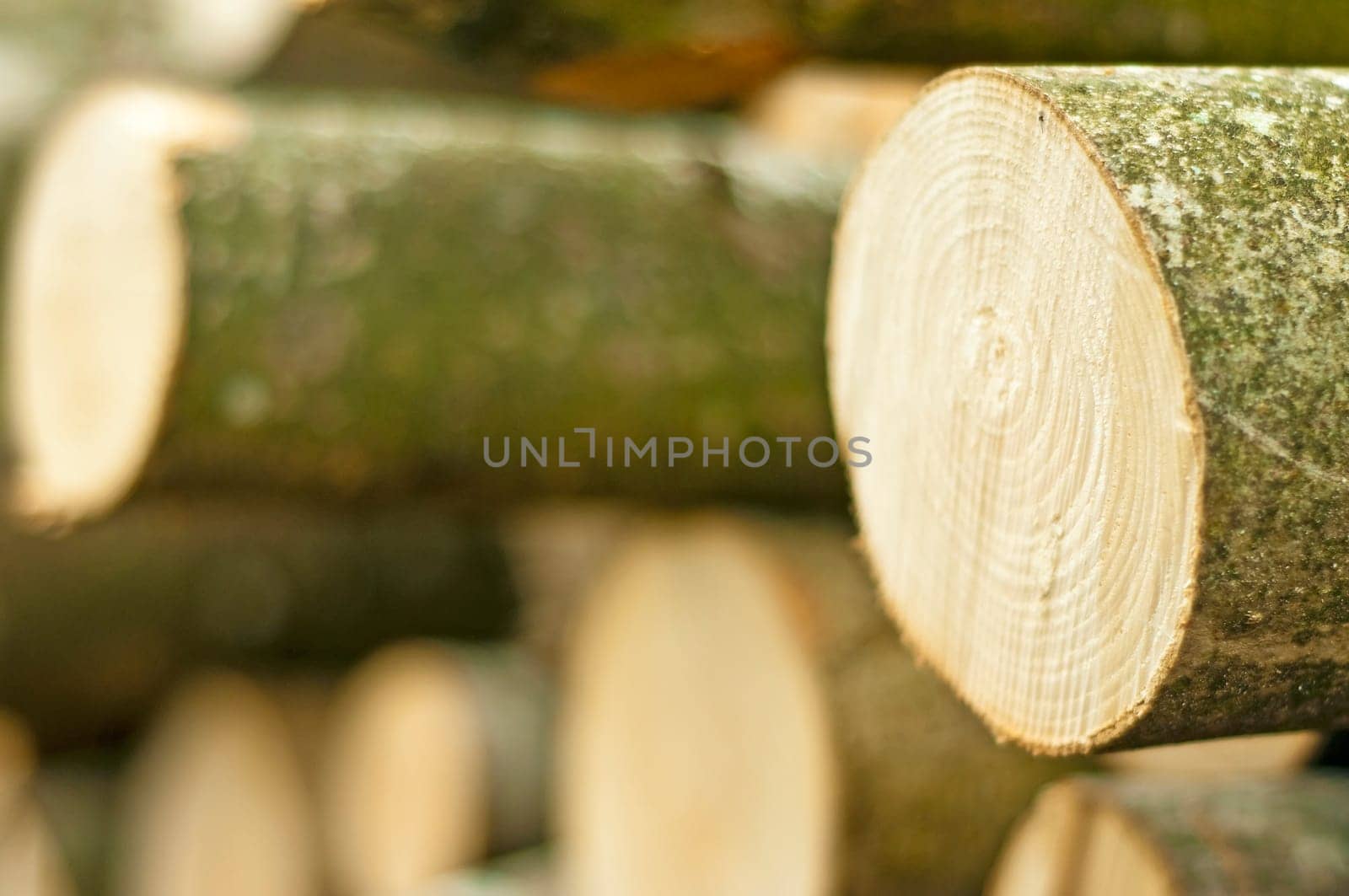 Wood