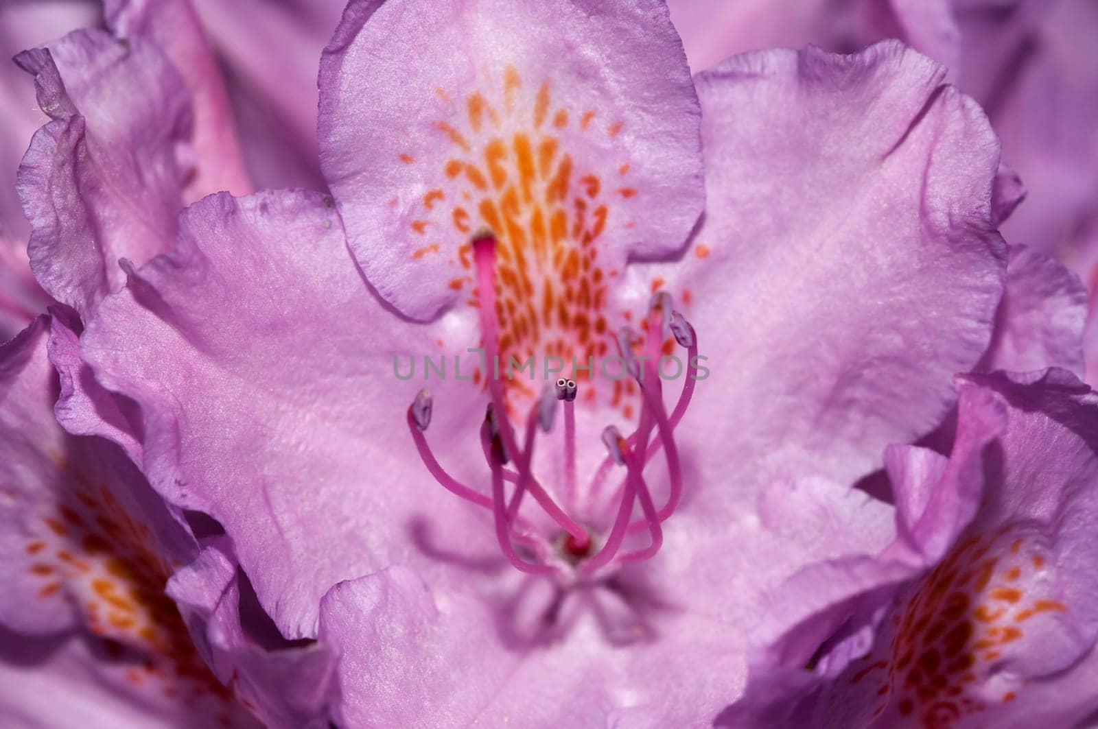 bloom of the rhododendron