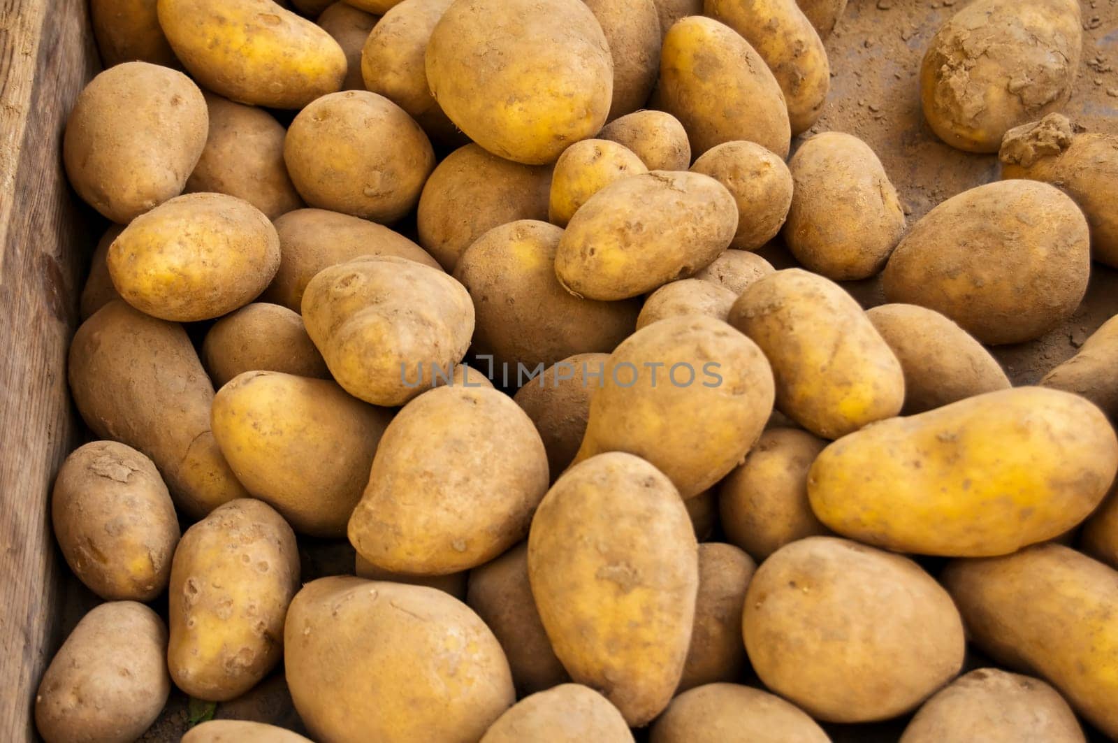 Potato