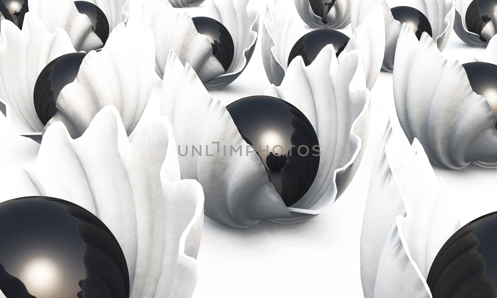 Black pearls in white shells