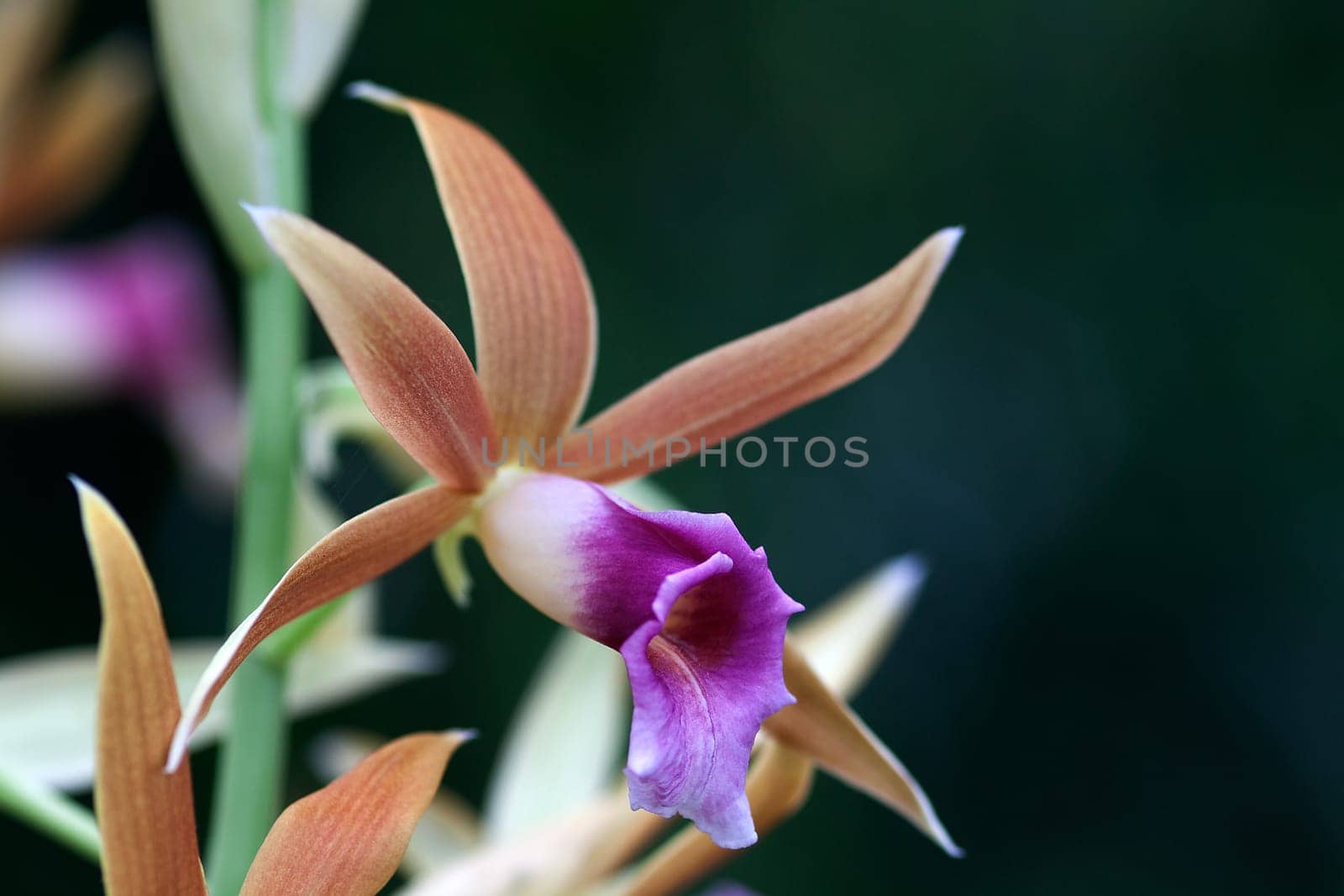 Phaius tankervilleae