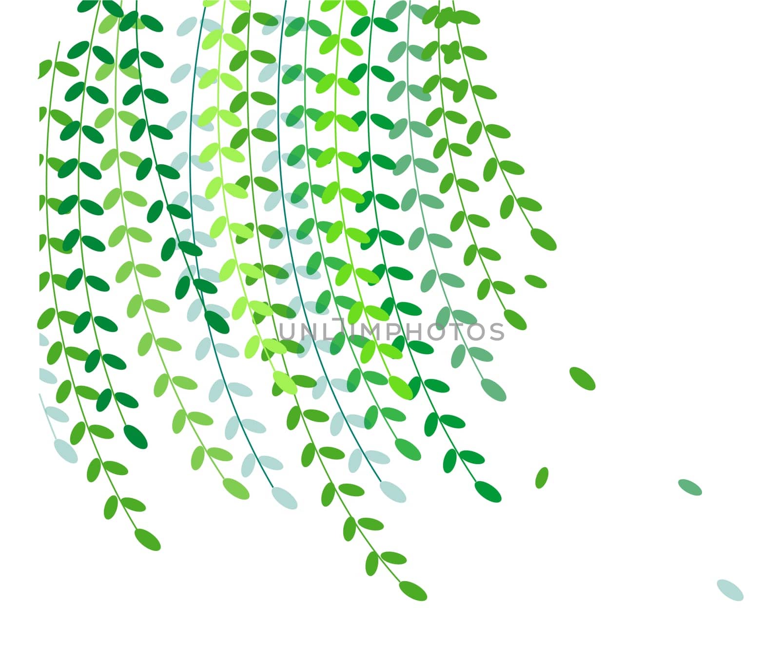 Willow leaves