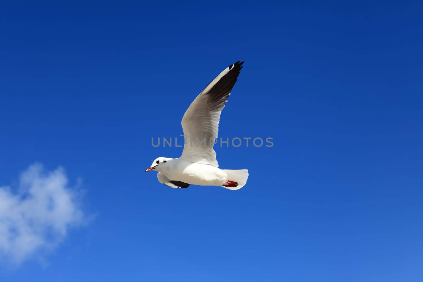 Seagull - Seagull 17