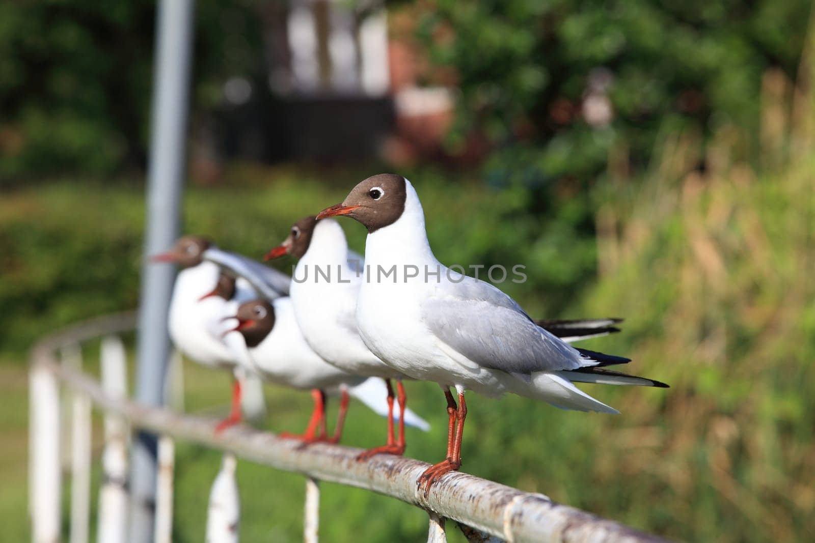 Seagull - Seagull 35