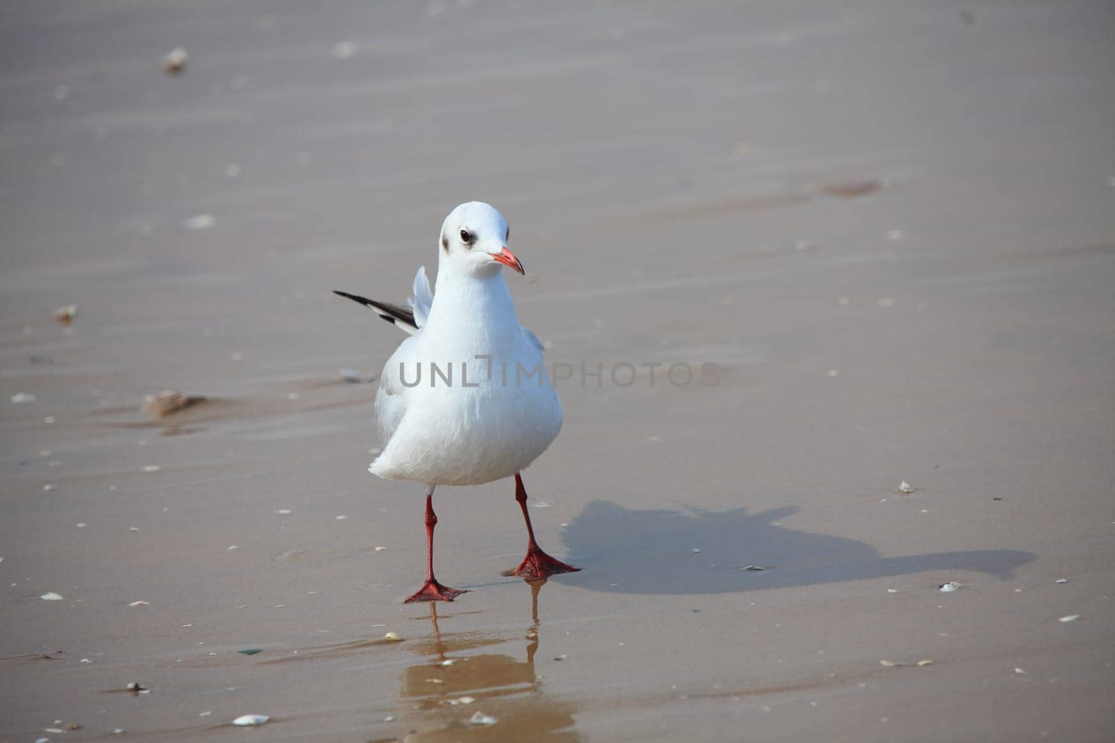 Seagull - Seagull 27