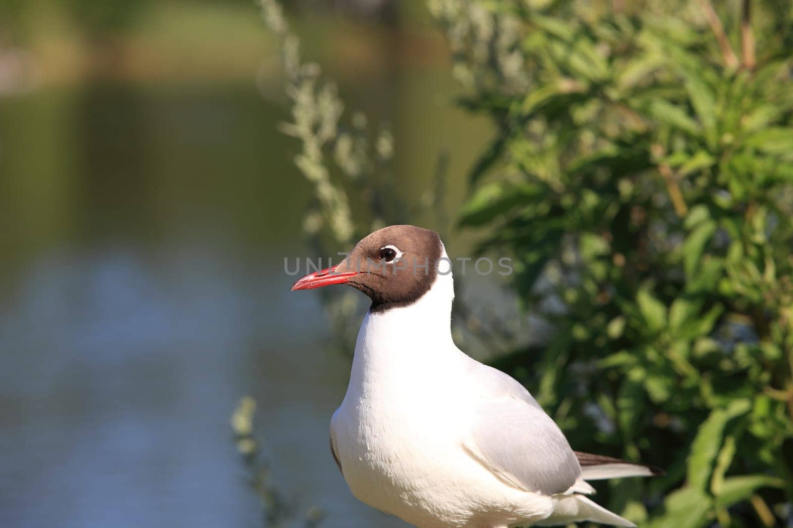 Seagull - Seagull 32