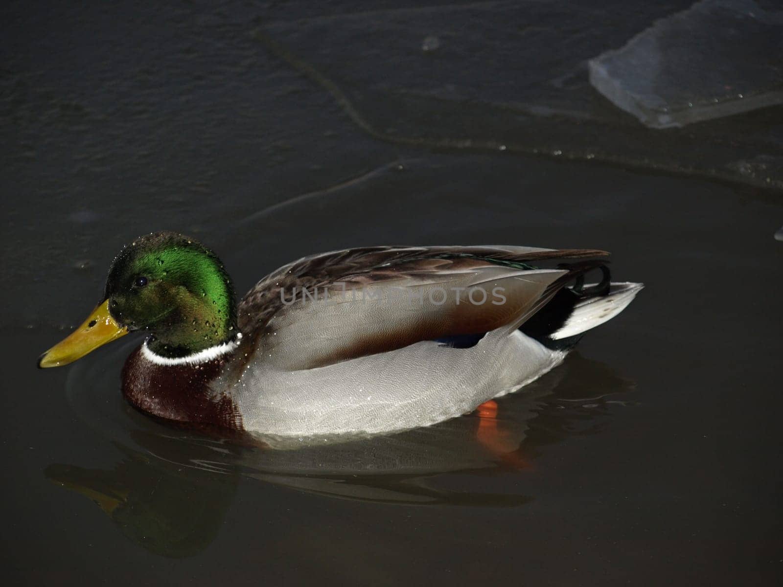 Mallard