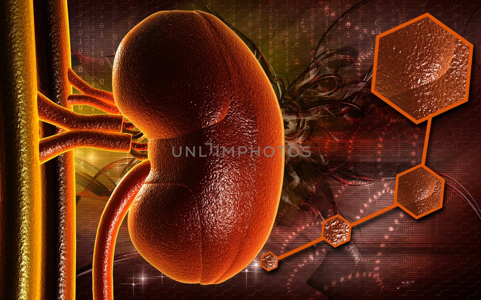 Kidney
