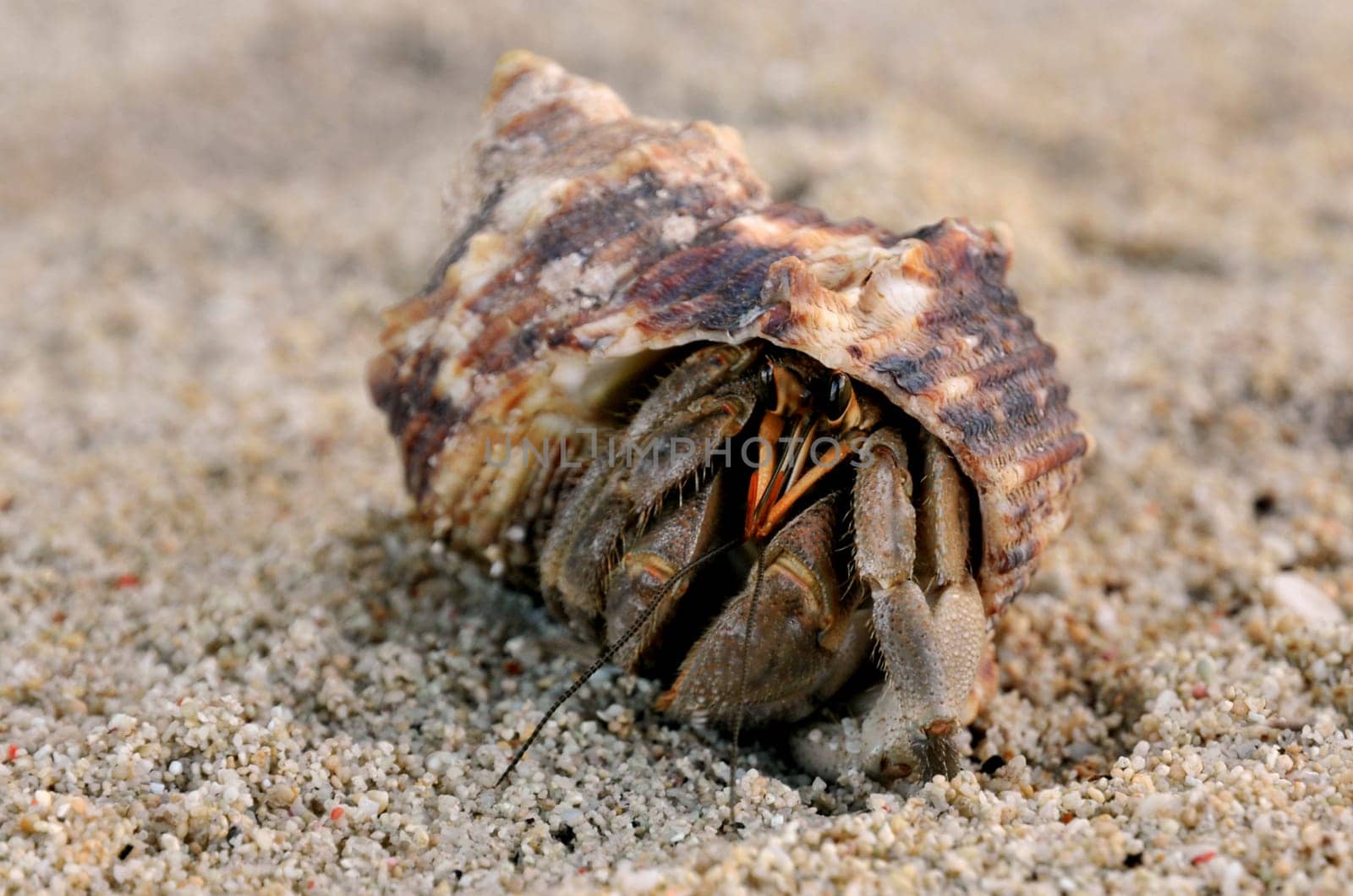 Hermit crab in a snail shell