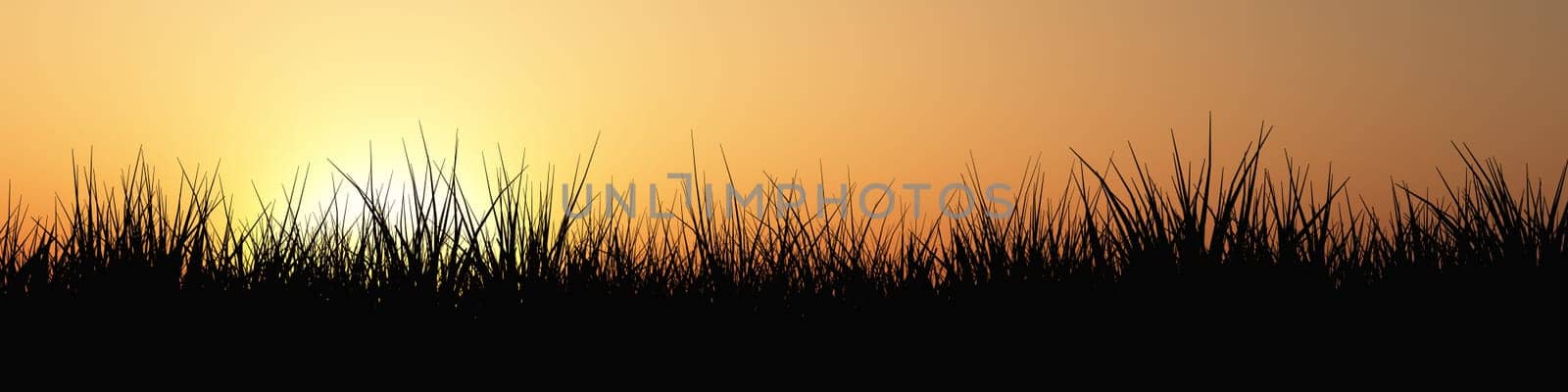 Grass panorama at sunset