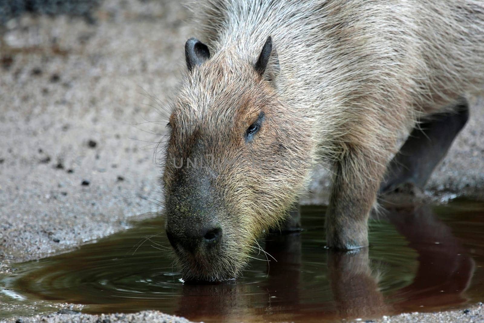 Capybara