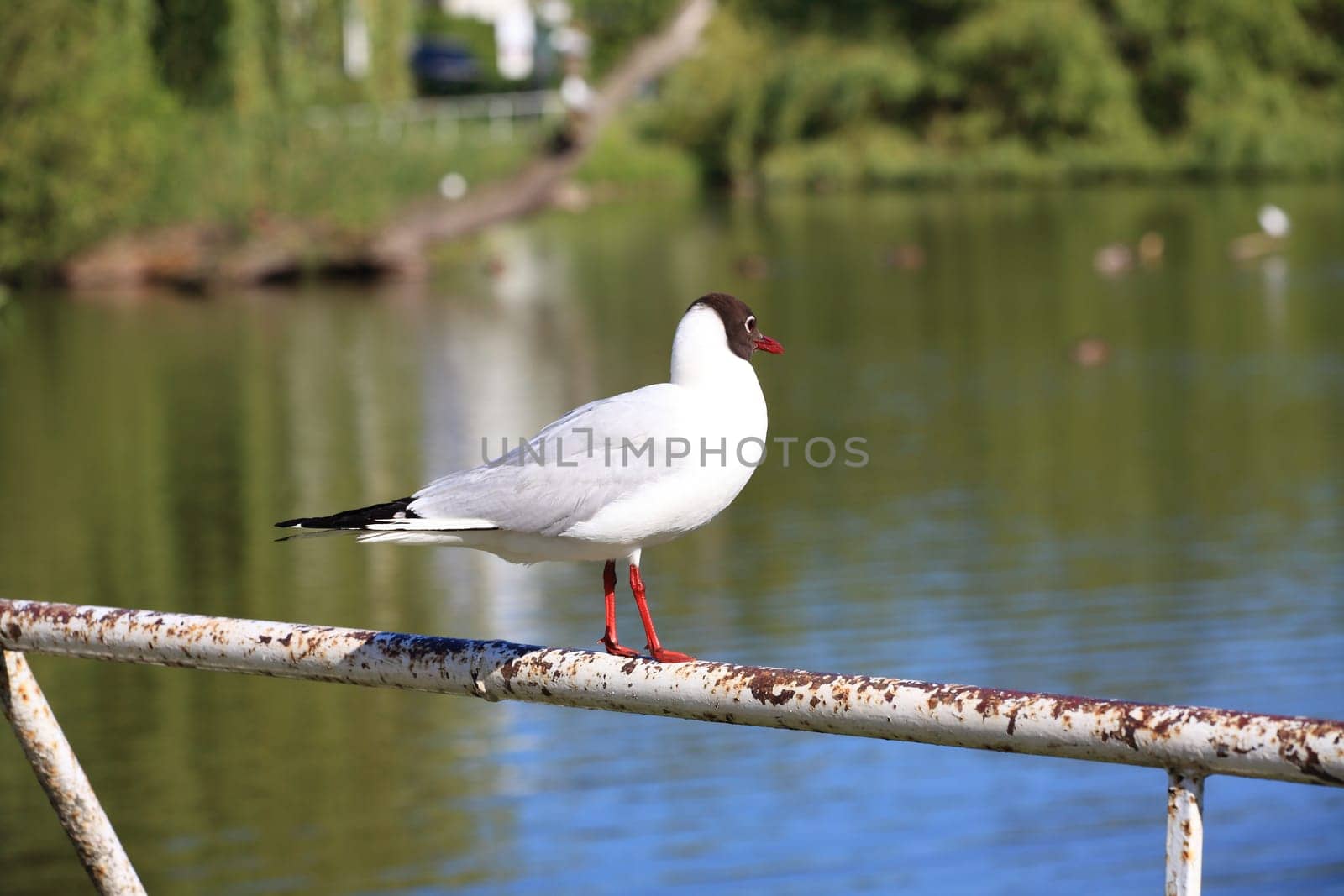 Möwe - Seagull 38