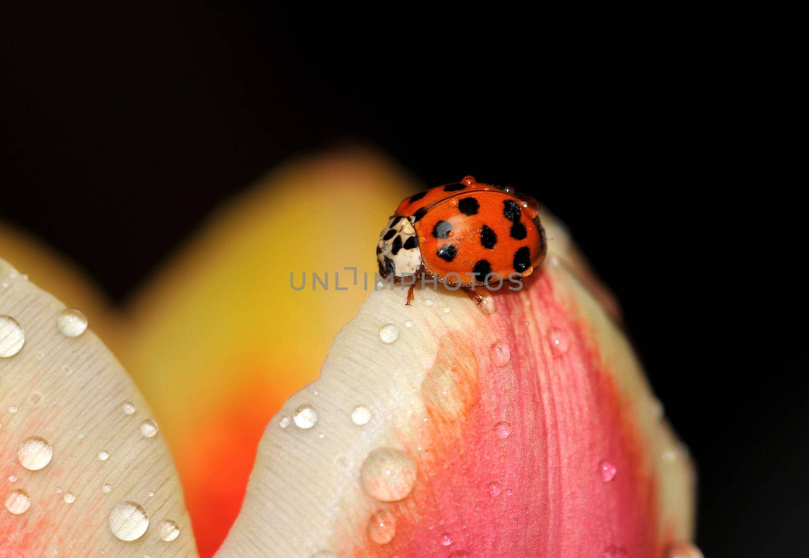 On the tulip leaf