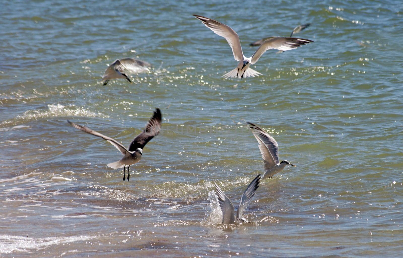 Fishing birds