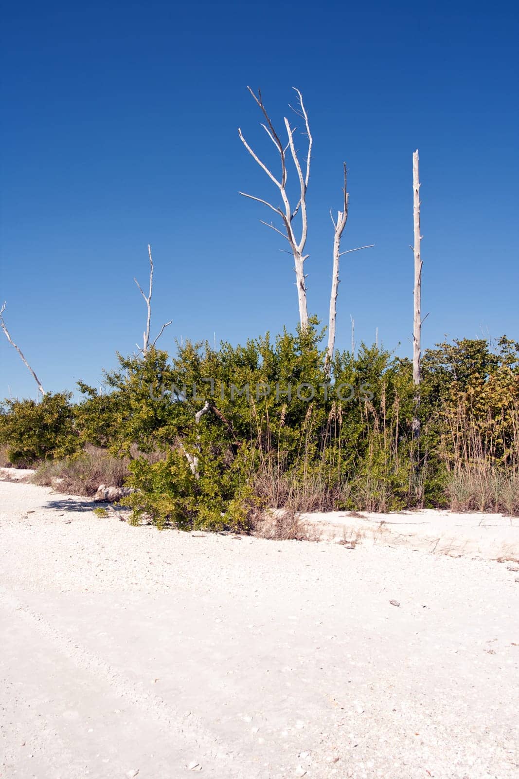 Tropical sandy beach