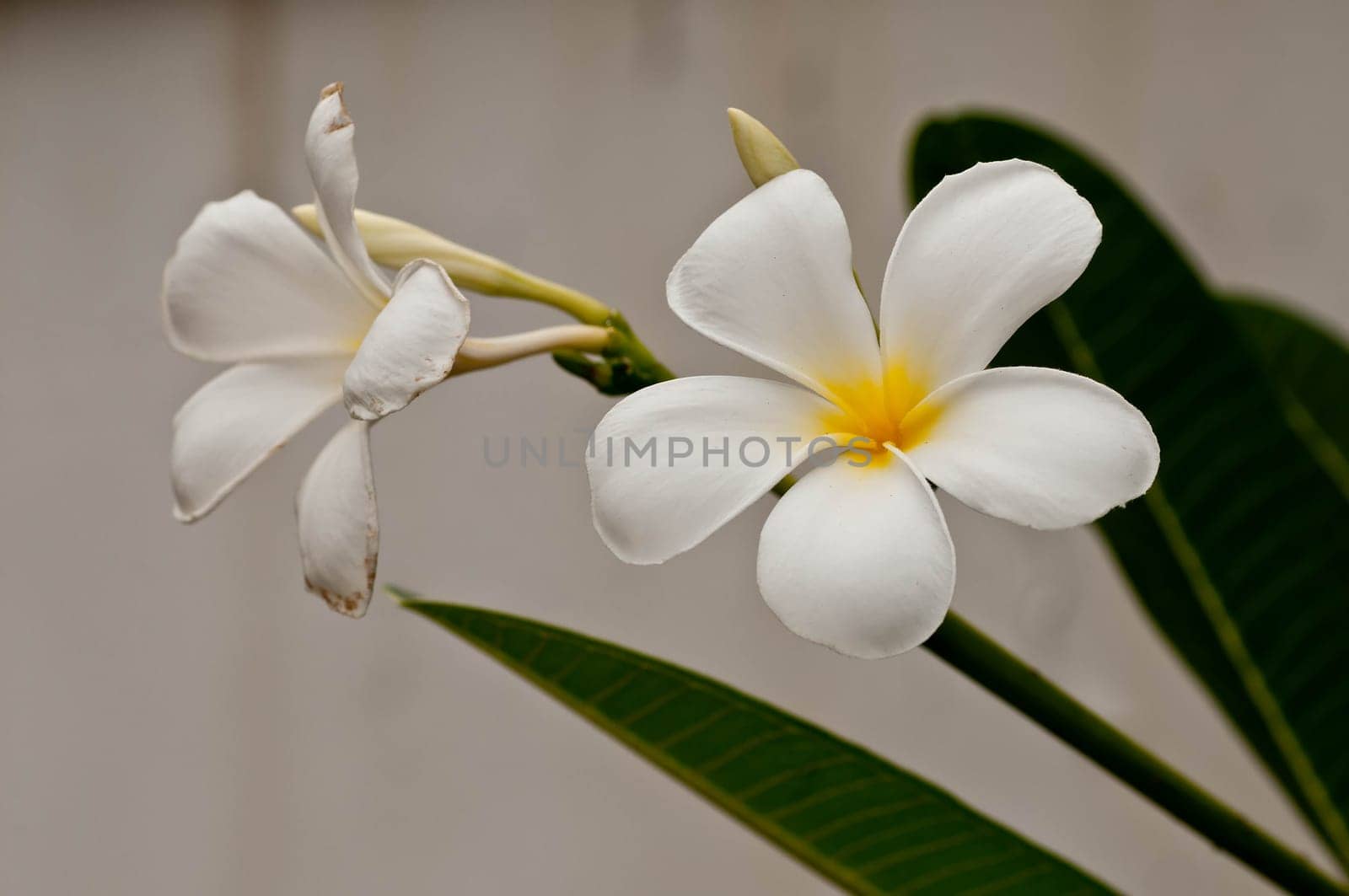 Plumeria