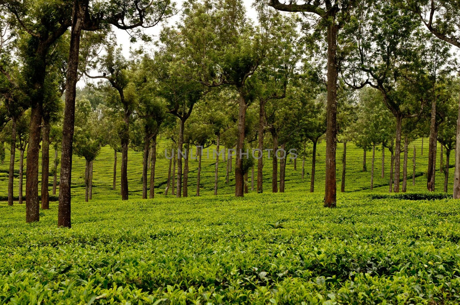 Tea Plantation