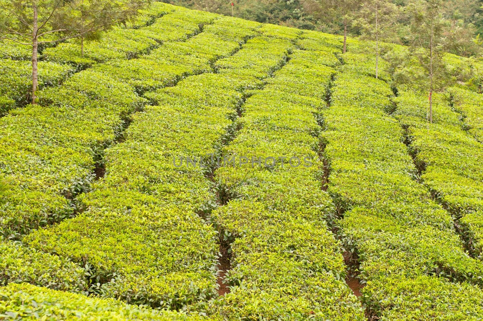 Tea Plantation