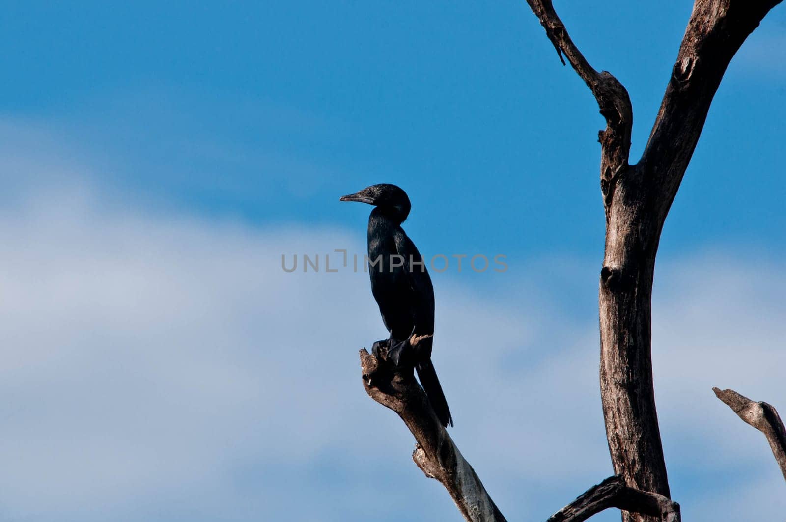 Drongo