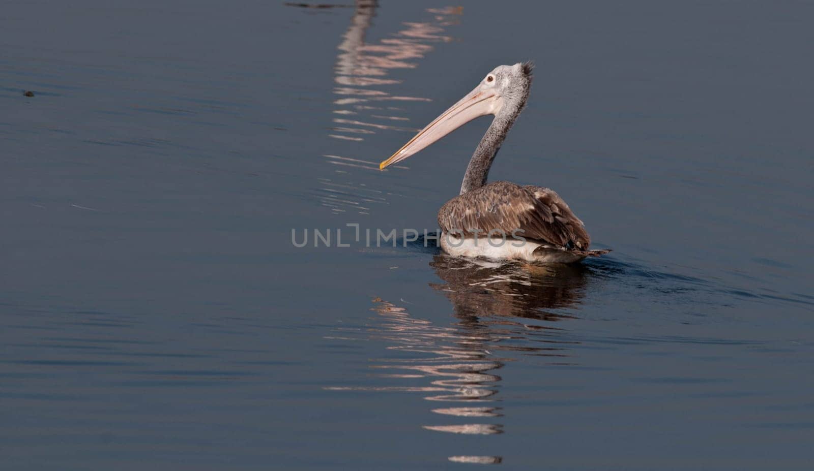 Spot Billed Pelican