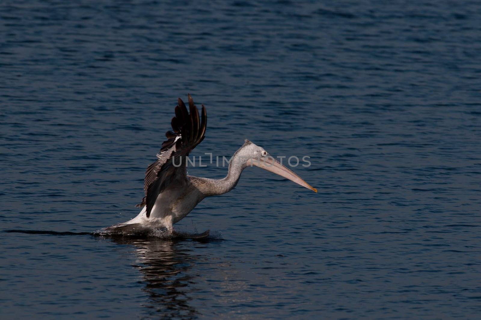 Spot Billed Pelican