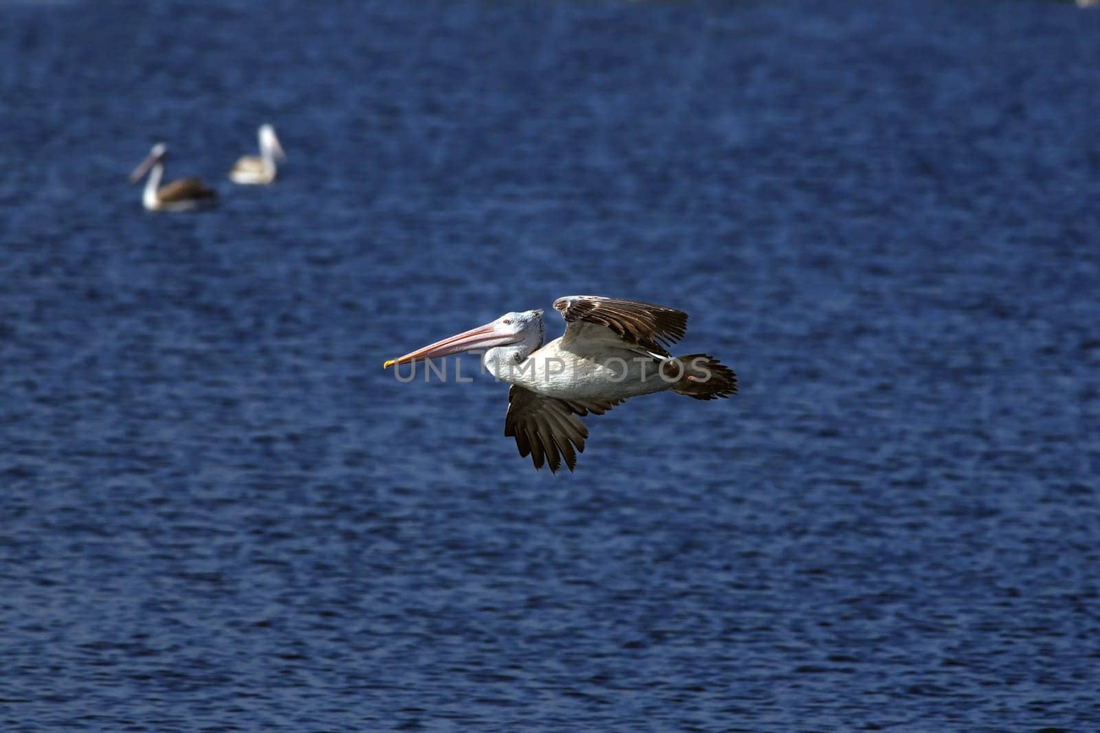 Spot Billed Pelican