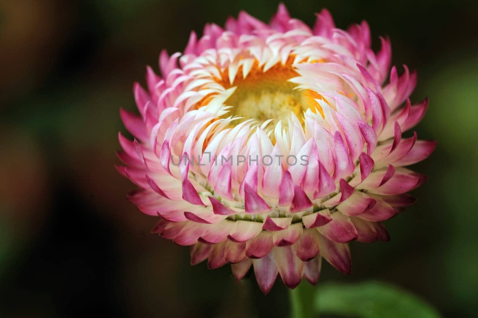 Rosy Everlasting