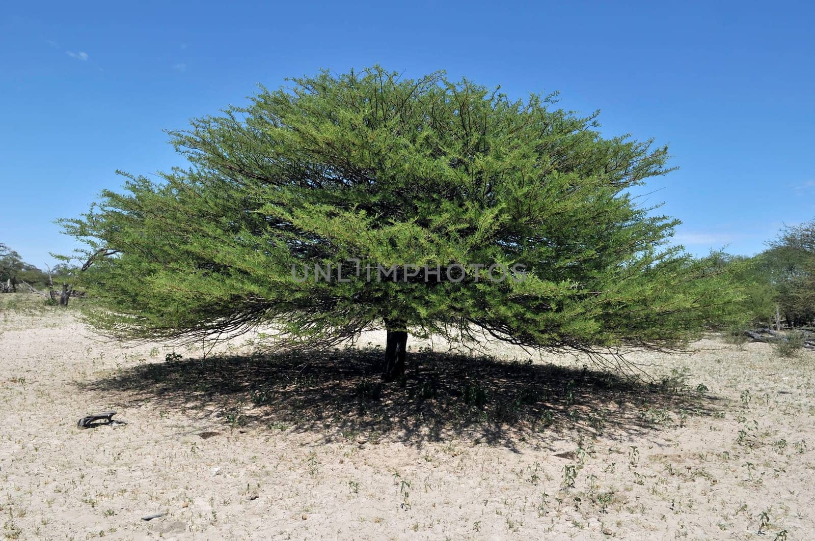 Camelthorn acacia