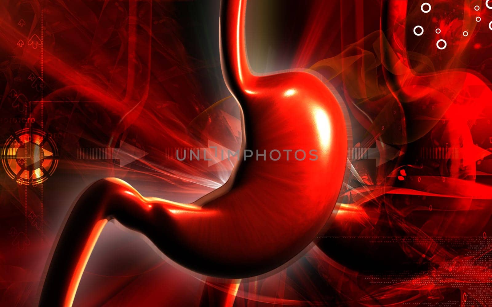 Stomach