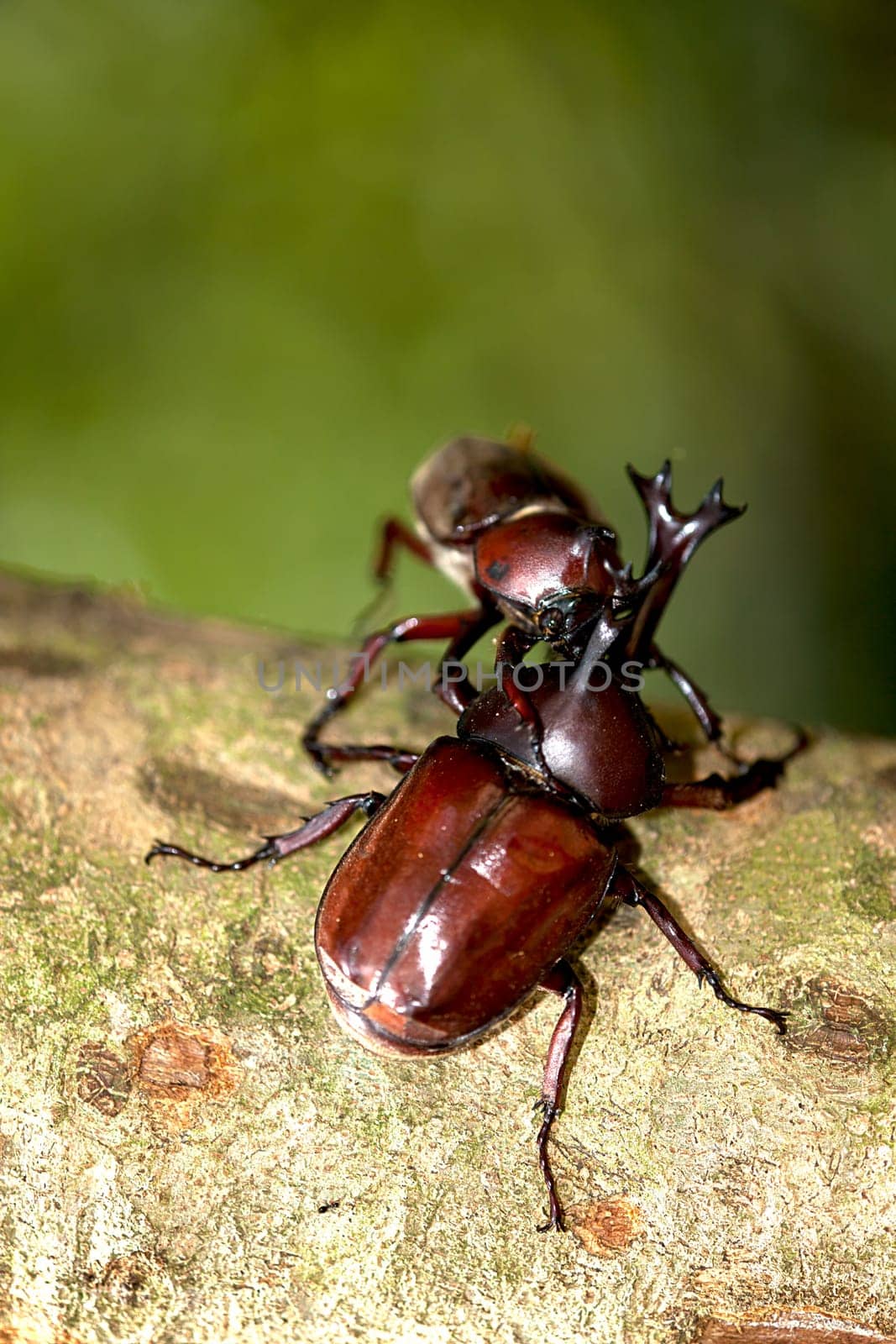 Rhinoceros beetle