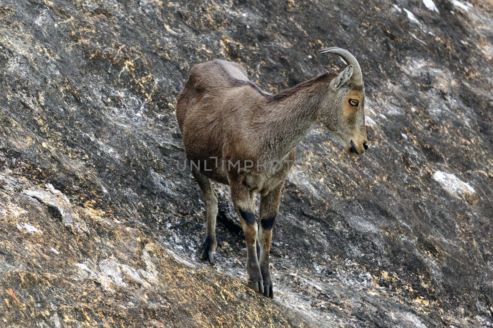 Nilgiri Tahr