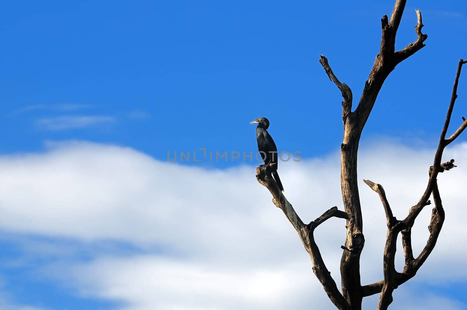 Cormorant