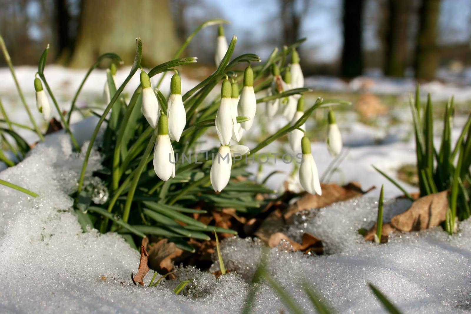 Snowdrops with snow in late winter
