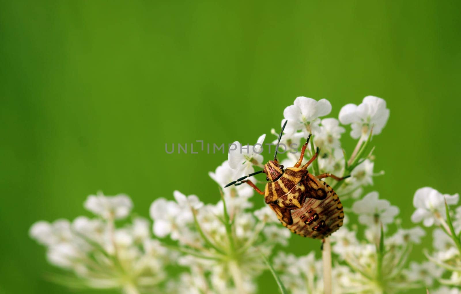 The photo shows the larva of the purple stink bug in its last dress (larval stage L5)