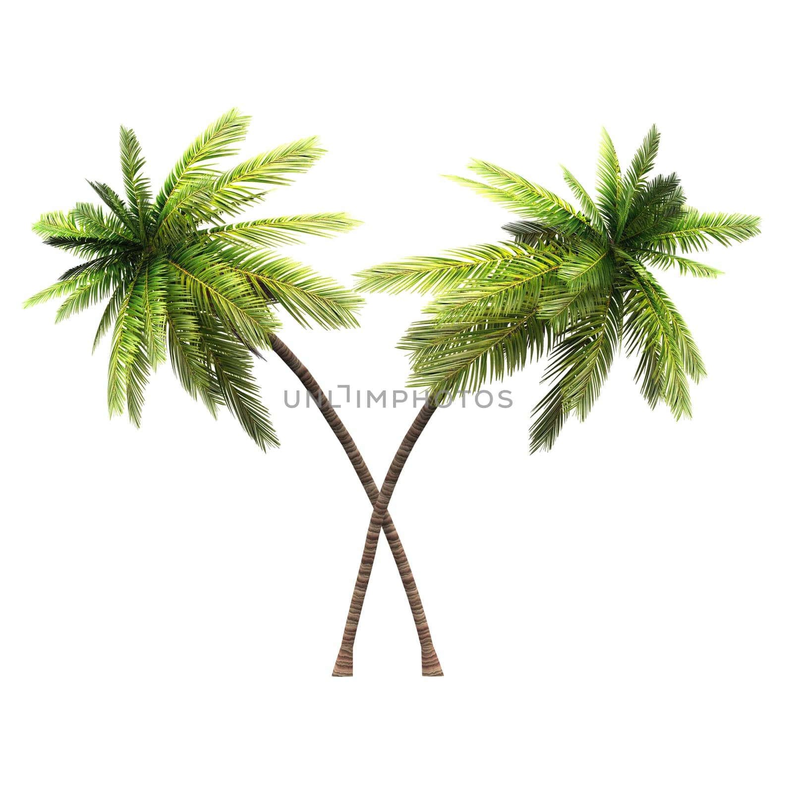 2x 3D Coconut Palm Clipped 02