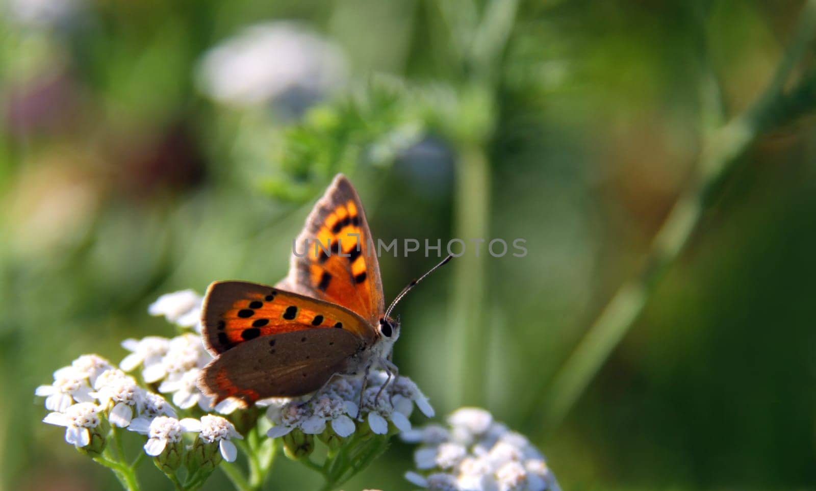 Lesser Fire Butterfly [Lycaena phlaeas]