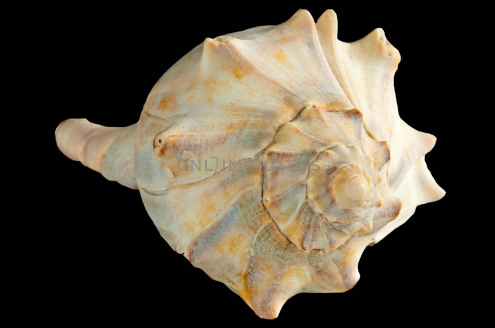 Sea Snail