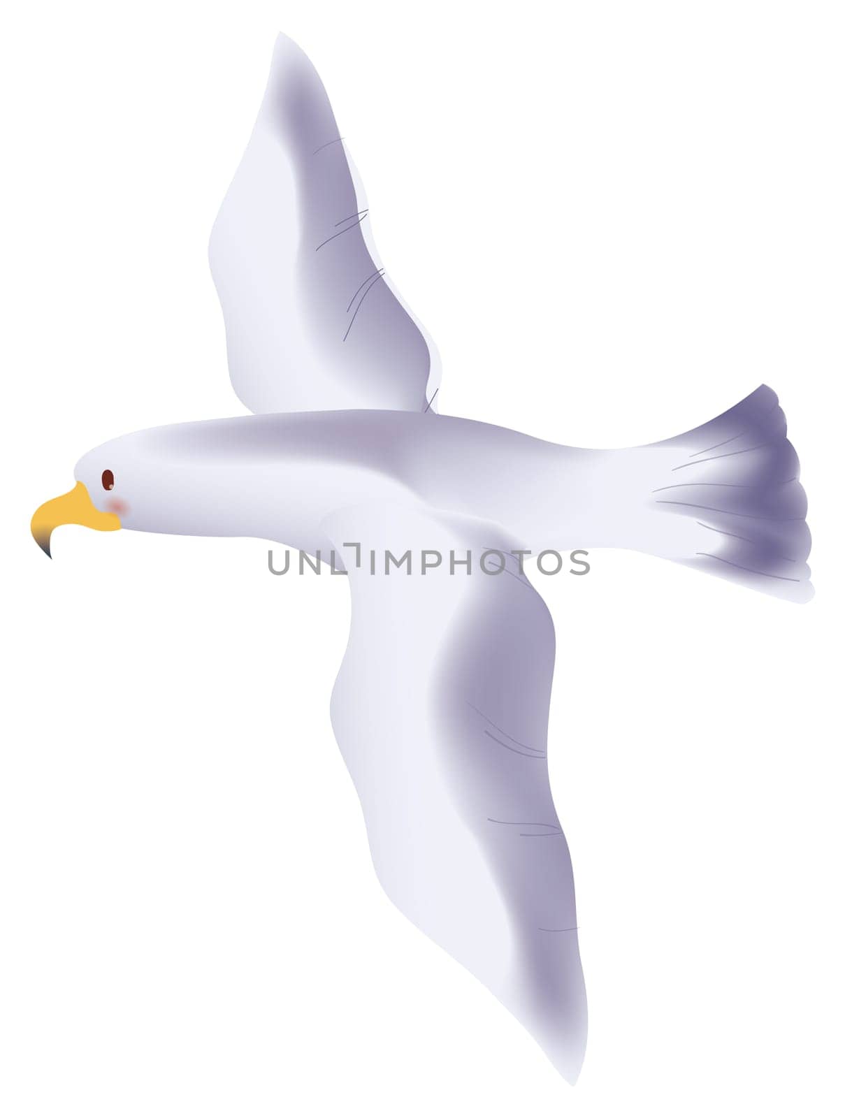 Seagull