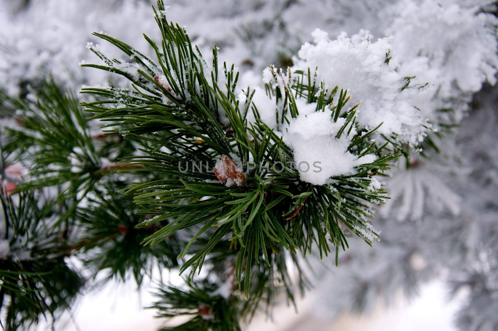 Tannenzweig im Schnee
