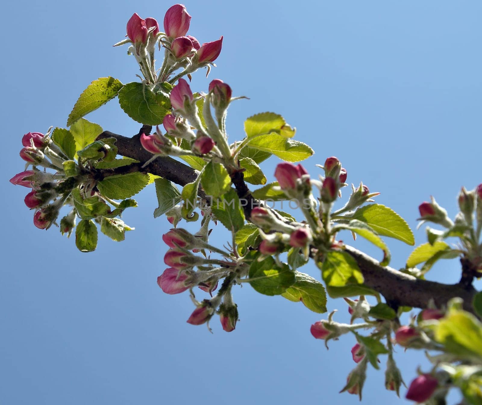 Apple blossoms