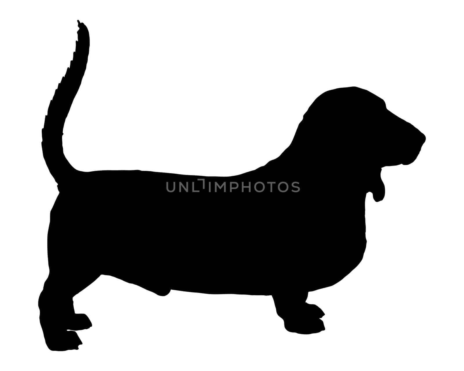 Basset