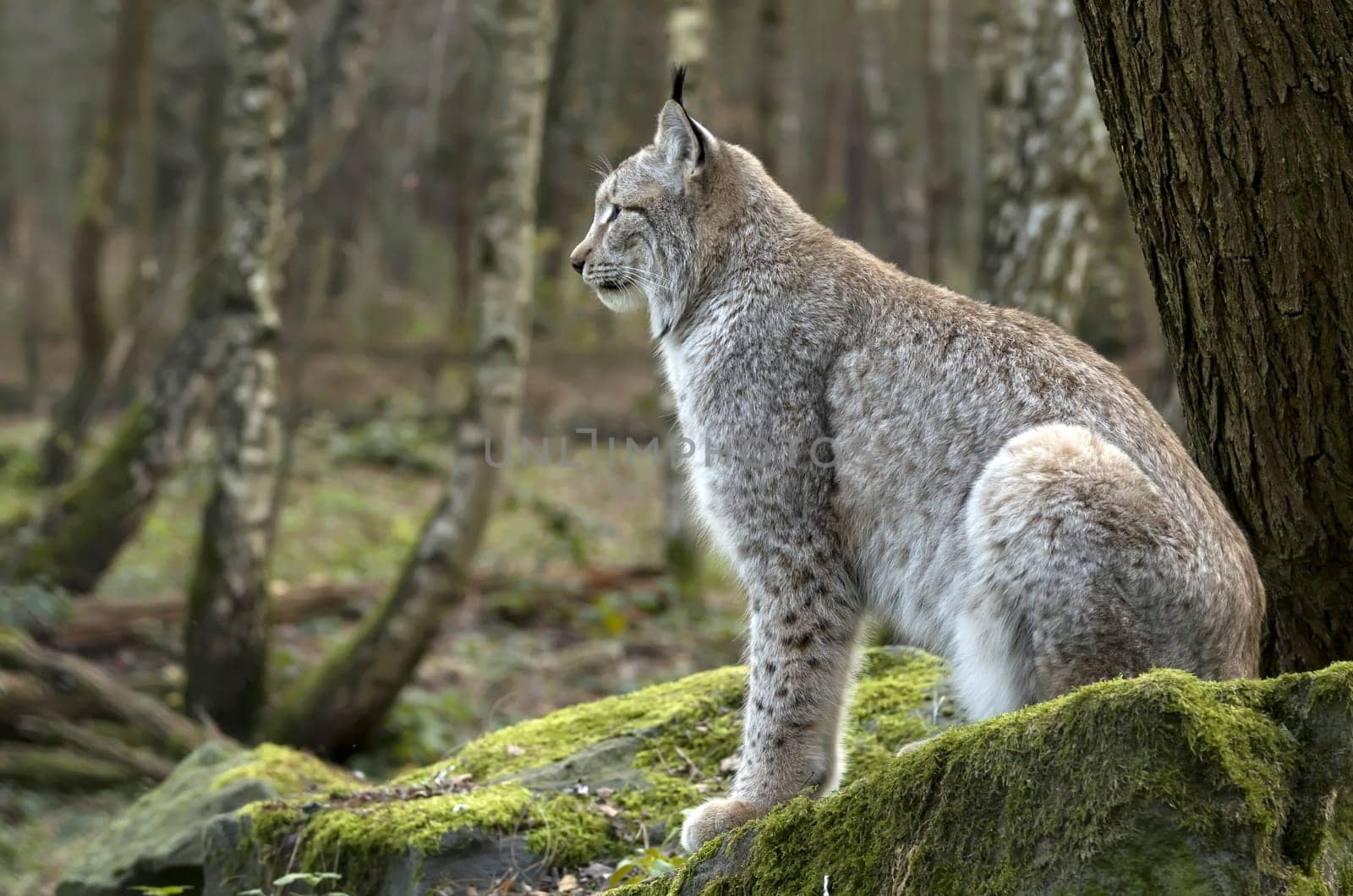 eurasian lynx,lynx lynx,eurasian lynx