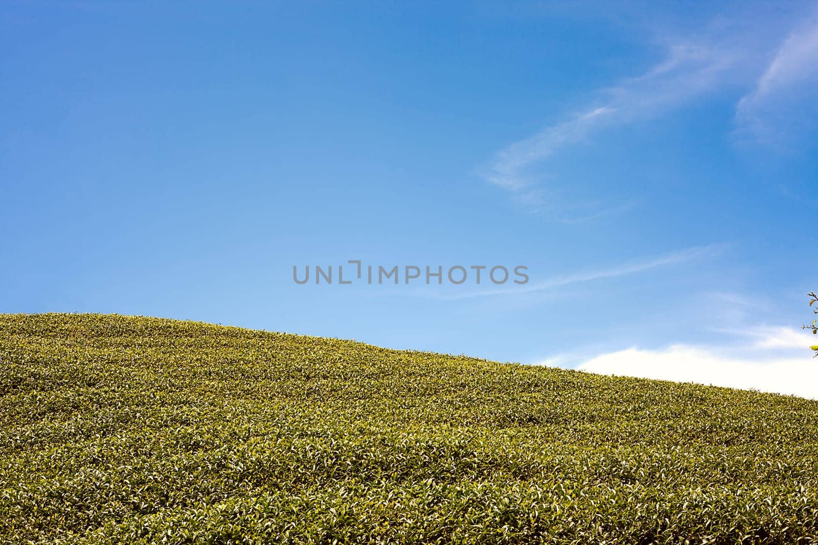 Tea Garden with blue sky