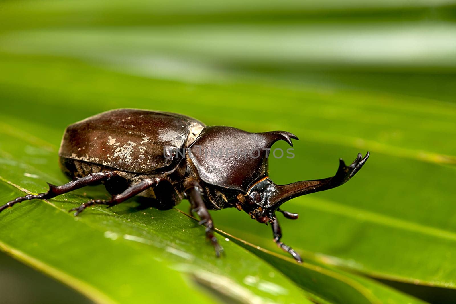 Rhinoceros beetle
