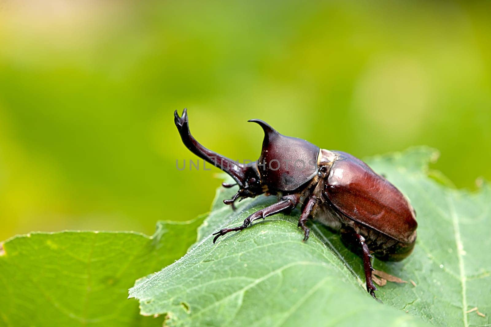 Rhinoceros beetle