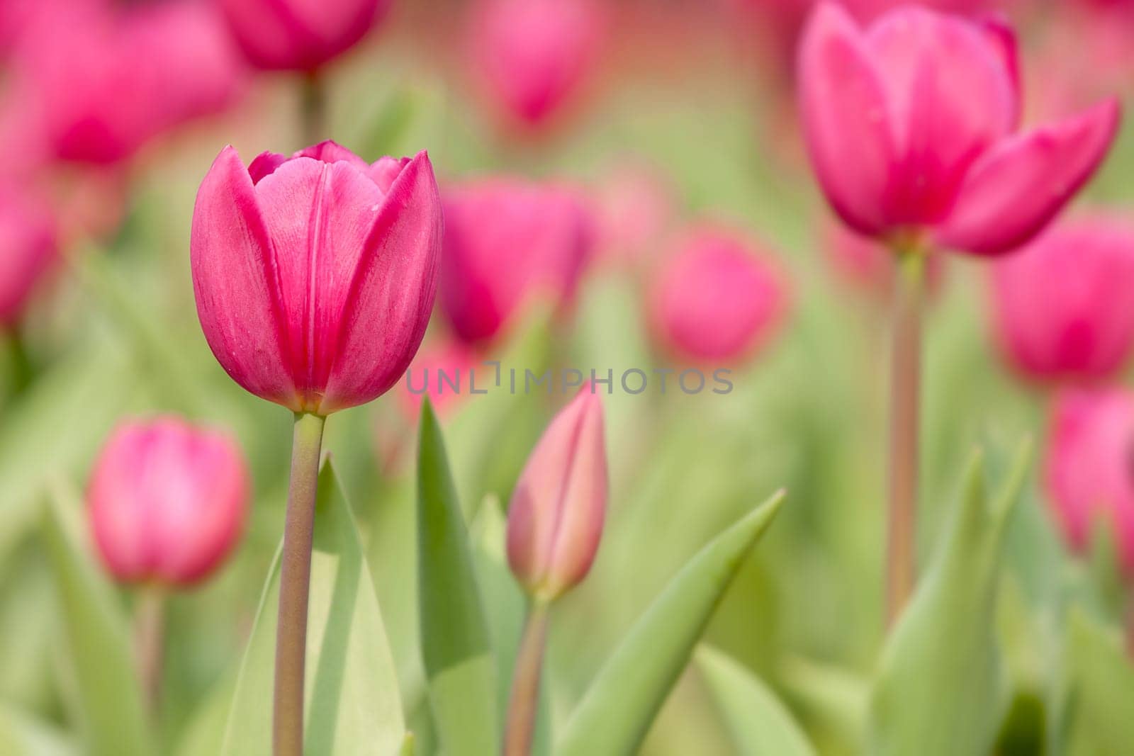 Tulip for background use