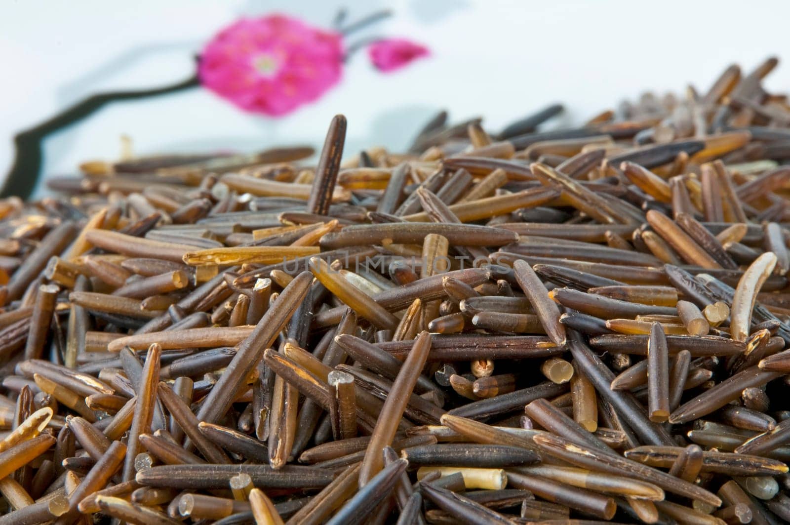 Wild rice