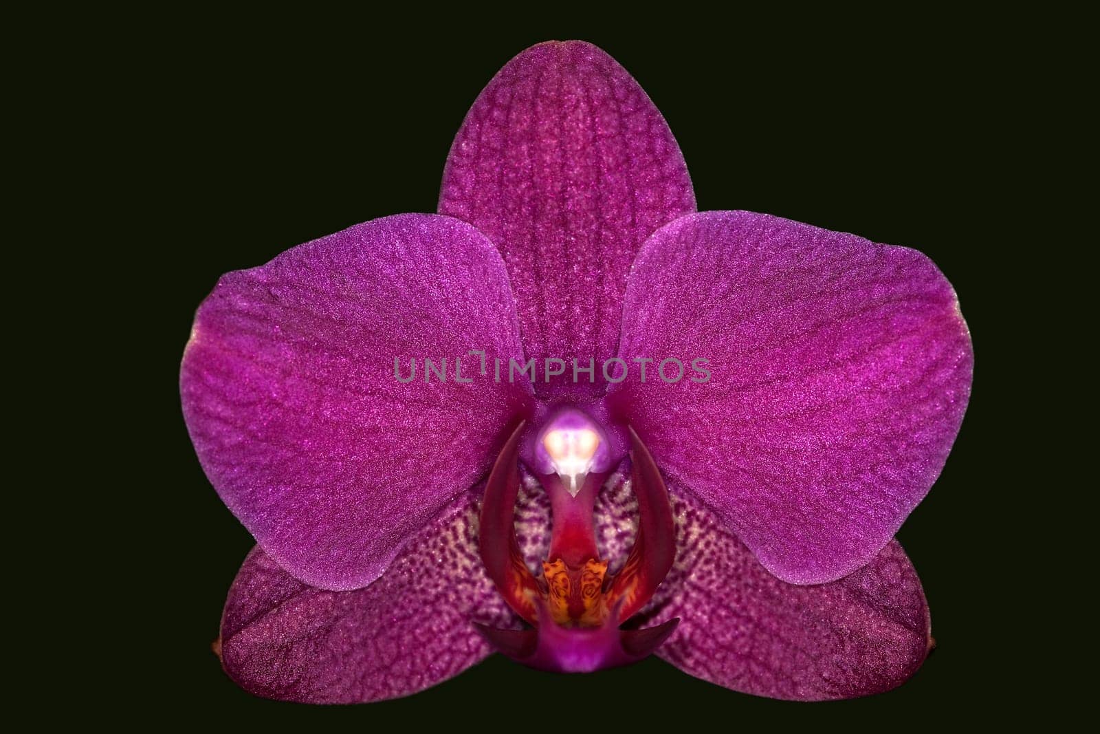 Orchid