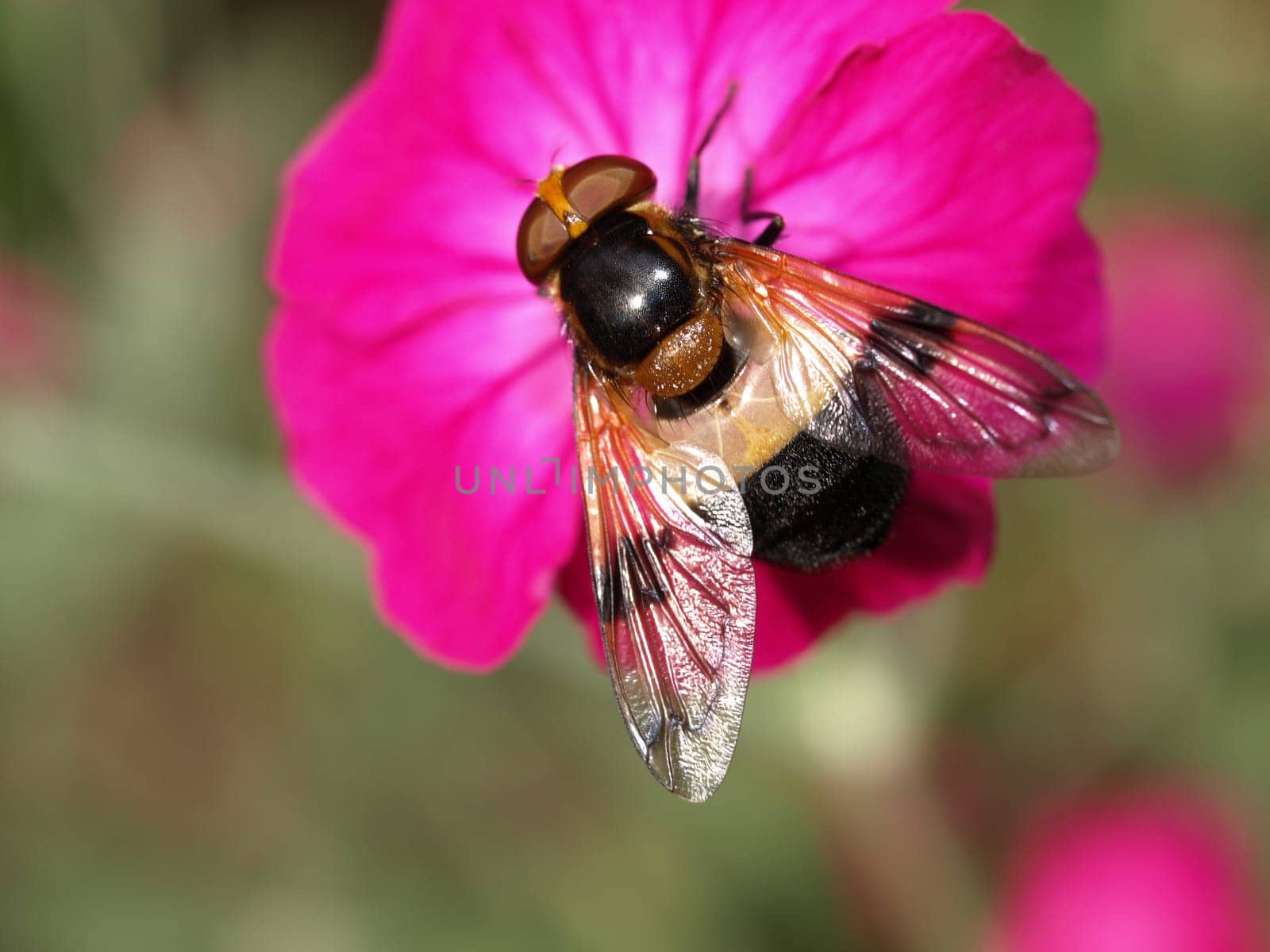 Hoverfly